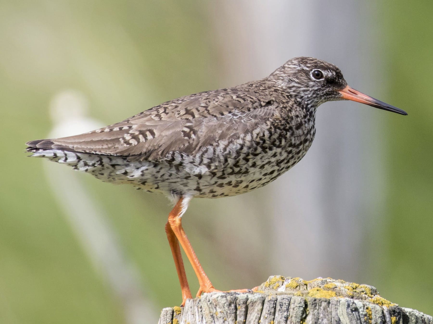 Common Redshank